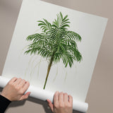 Areca Monostachya