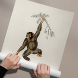 Chimpanzee