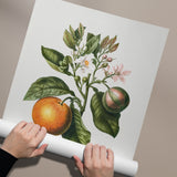 Citrus Bigaradia Violacea