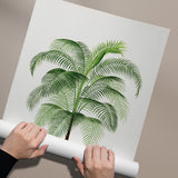 Cocos Weddeliana