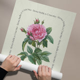 Flower Series - Rosa Indica Cruenta