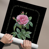 Flower Series - Rosa Indica BLACK EDITION