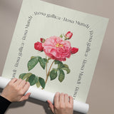 Flower Series - Rosa Mundi Rosa Gallica