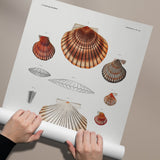 Mollusca & Shells