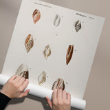 Mollusks
