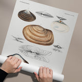 Mollusca