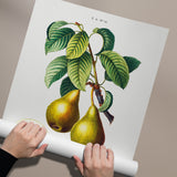 Pyrus Communis