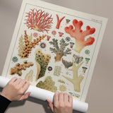 Great Barrier Reef Corals 2