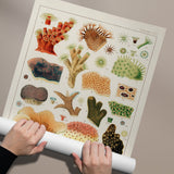 Great Barrier Reef Corals 3