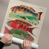 Great Barrier Reef Fishes