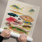 Great Barrier Reef Fishes 2