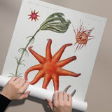 Starfish & More
