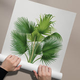 Thrinax Barbadensis
