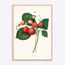 Plakat med illustration af jordbær og grønne blade, indrammet i egetræsramme.