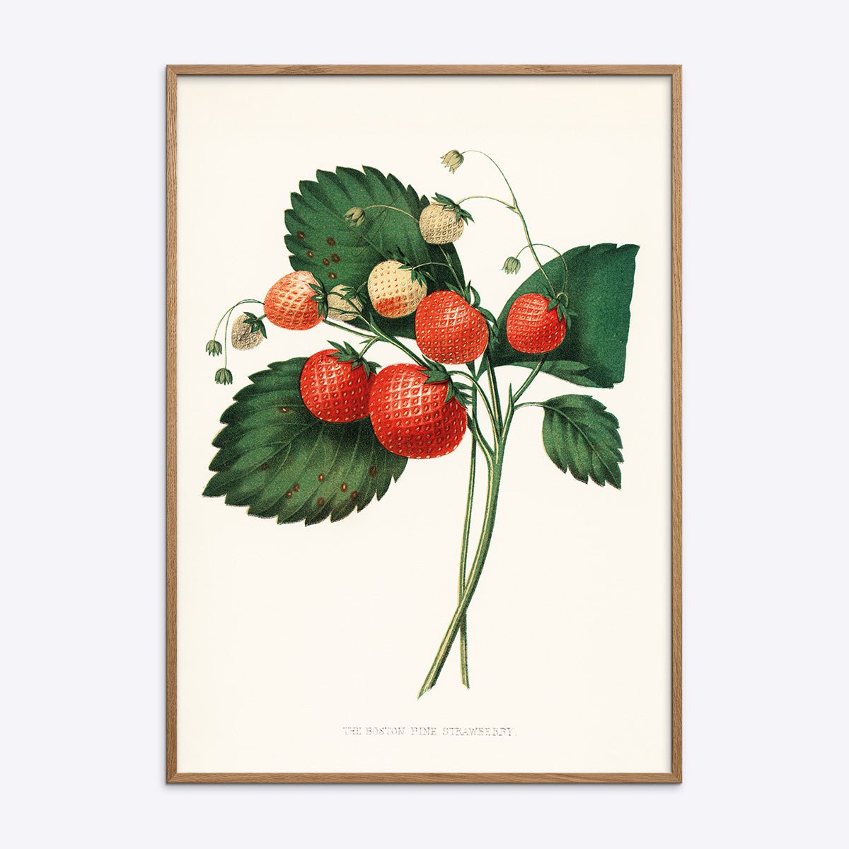 Plakat med illustration af jordbær og grønne blade, indrammet i egetræsramme.