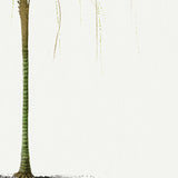 Areca Monostachya