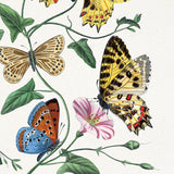 Butterflies 2