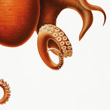 Cephalopod