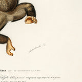 Chimpanzee