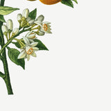 Citrus Bigaradia Sinensis