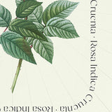 Flower Series - Rosa Indica Cruenta