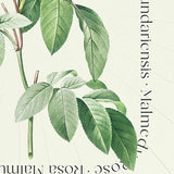 Flower Series - Malmedy Rose