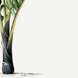Hyophorbe Verschaffelti