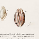 Mollusks