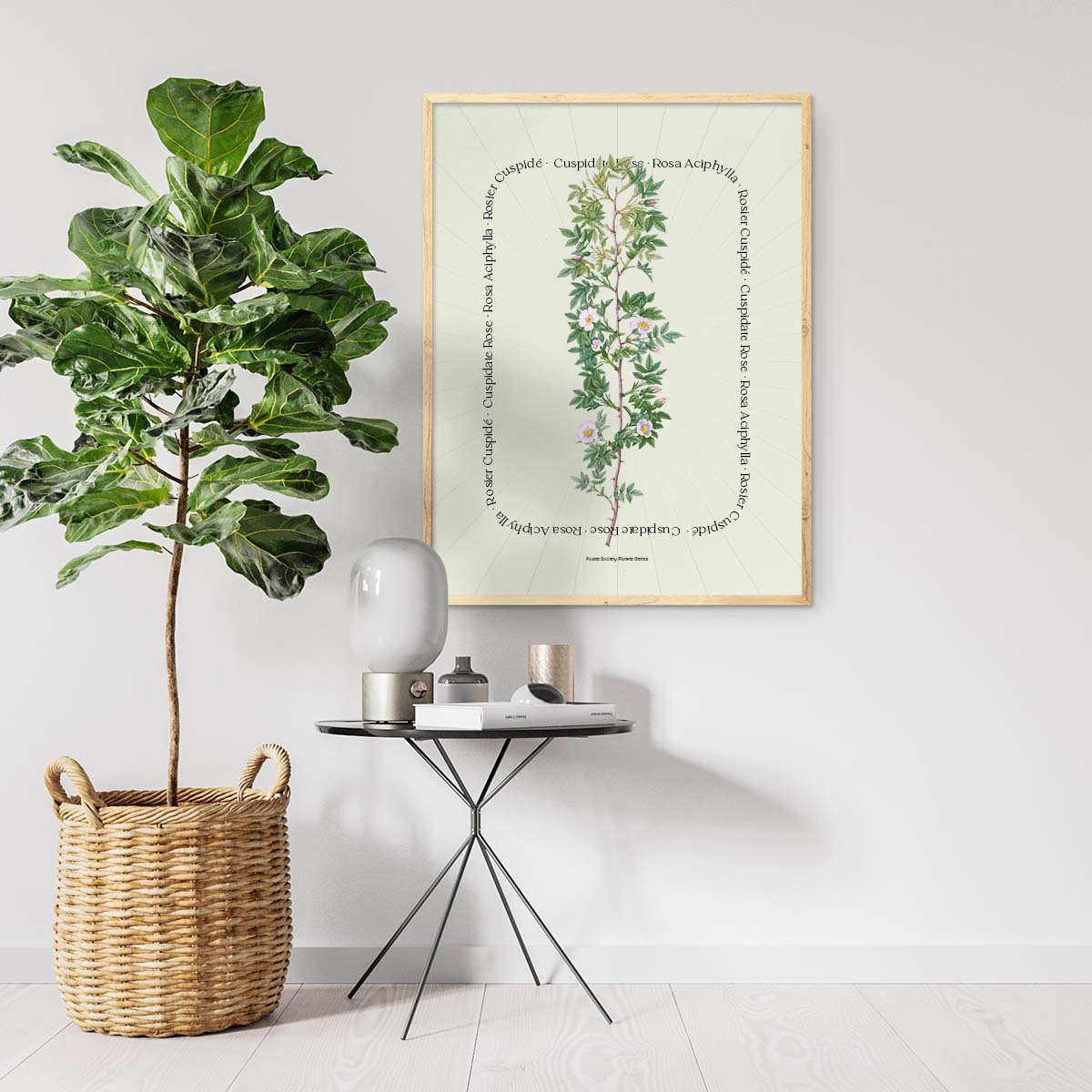 Plakat med botanisk illustration af Rosa Aciphylla, hængende på en væg ved siden af et lille bord og en plante i en kurv.