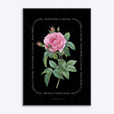 Flower Series - Rosa Indica BLACK EDITION