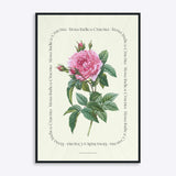 Flower Series - Rosa Indica Cruenta