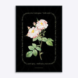 Flower Series - York and Lancaster Rose BLACK EDITION