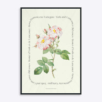 Plakat med illustration af roser fra serien "Flower Series" af York and Lancaster.
