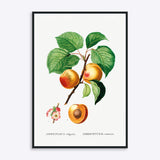 Plakat af Abrikos plante Armeniaca Vulgaris