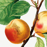 Close-up af Plakat af Abrikos plante Armeniaca Vulgaris