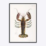 Blueish Lobster