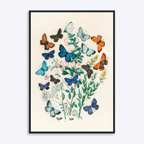 Plakat med farverige sommerfugle og botaniske elementer på en lys baggrund.
