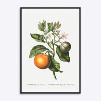 Plakat med botanisk illustration af Citrus Bigaradia Violacea, viser en gren med frugt og blomster.