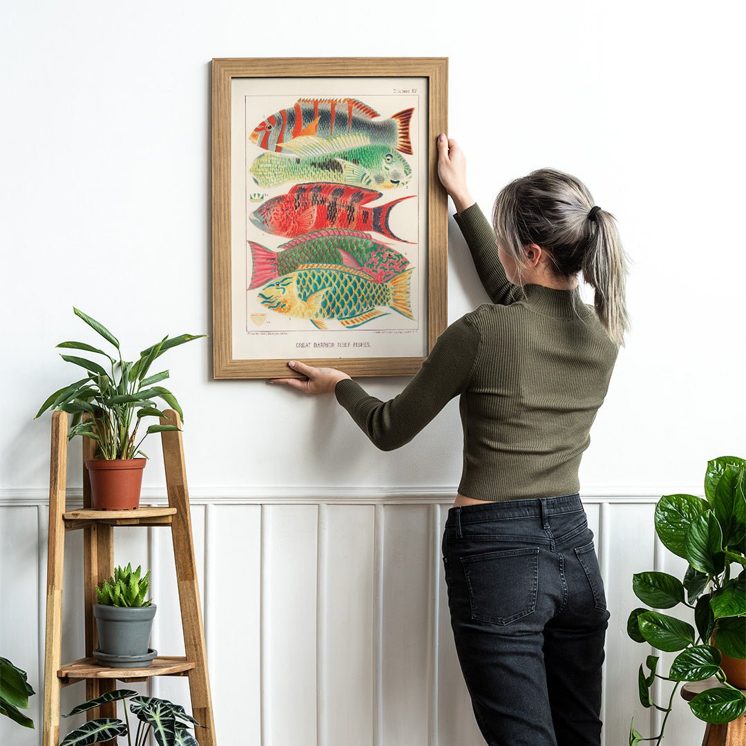 Plakat med farverige fisk på væg "Great Barrier Reef Fishes"
