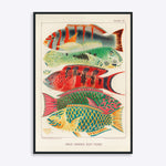 Plakat med farverige fisk "Great Barrier Reef Fishes"