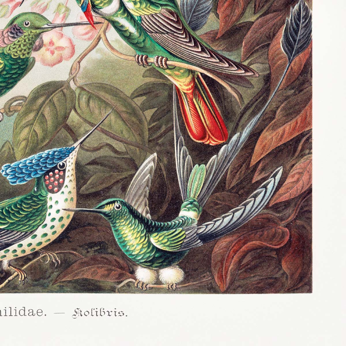 Close-up af Hummingbird plakat