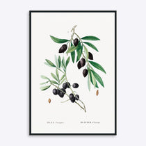 Plakat med illustration af en olivengren med sorte oliven og grønne blade, kunstner ukendt.