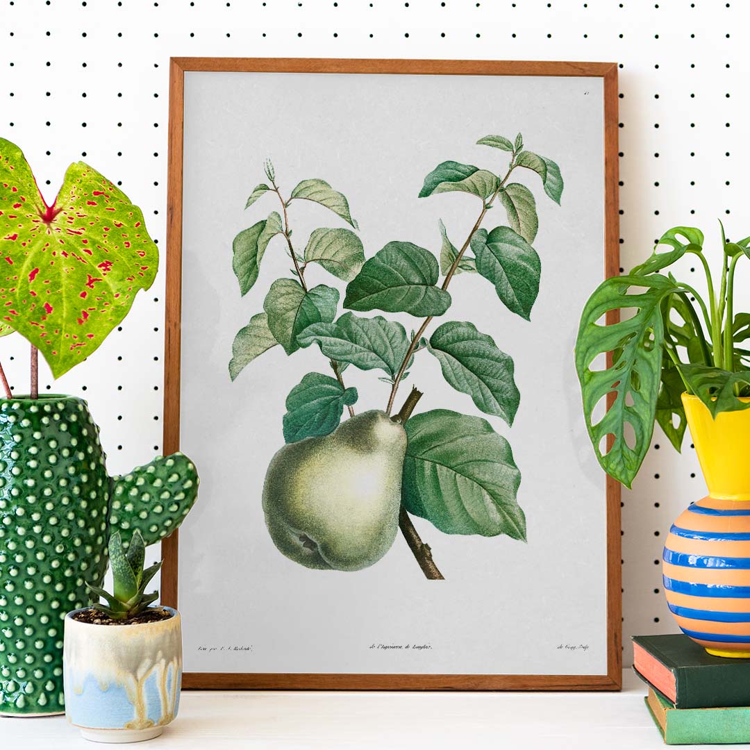 Plakat med en botanisk illustration af en pæregren, omgivet af potteplanter, i en træramme.