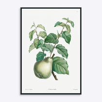 Plakat med en botanisk illustration af en pæregren med grønne blade og en pære, indrammet i sort.