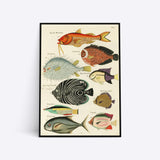Know Your Fish illustration plakat i ramme