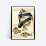 De Groote Tafel-visch illustration plakat i ramme