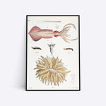 Molluscs illustration plakat i ramme
