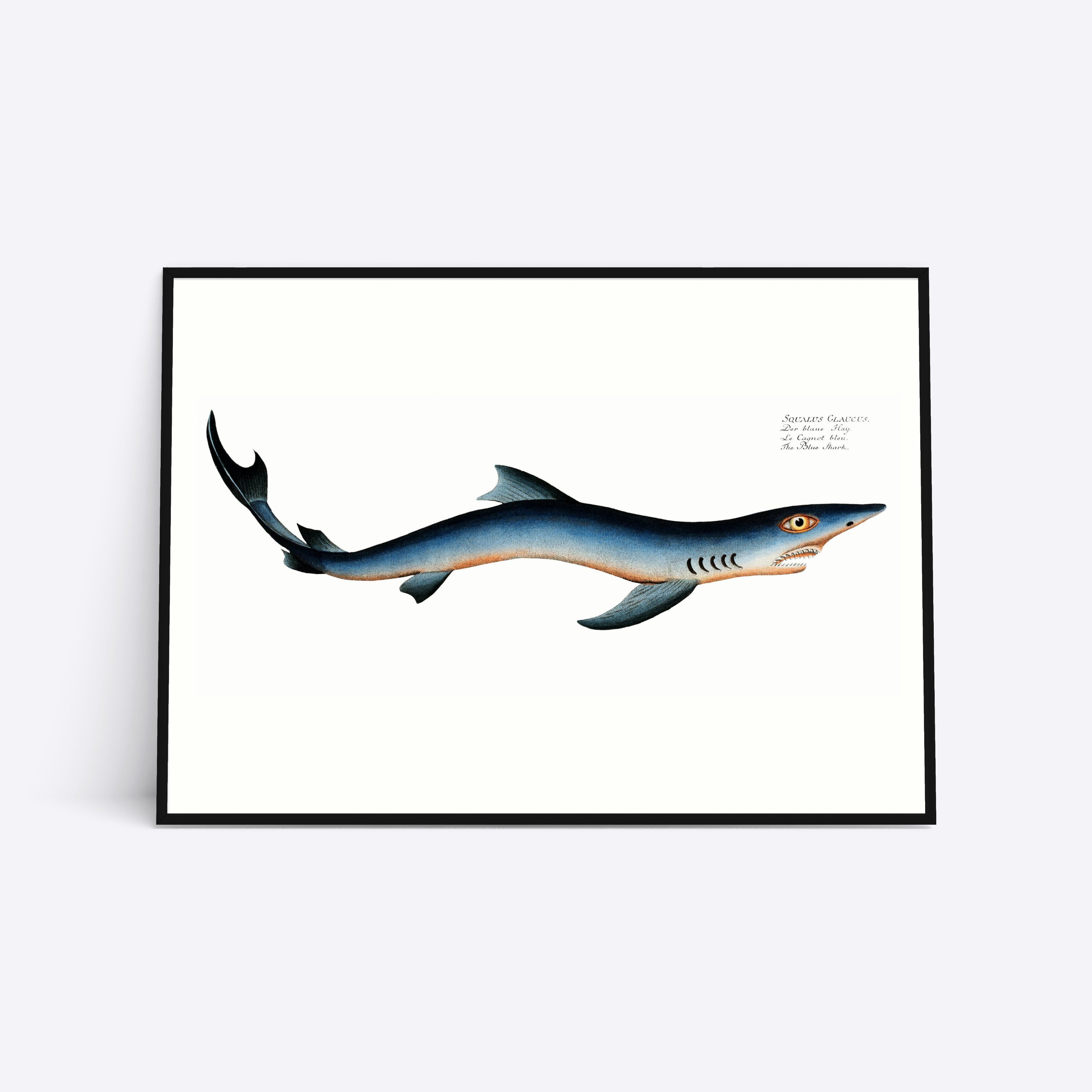 Blue Shark illustration plakat i ramme