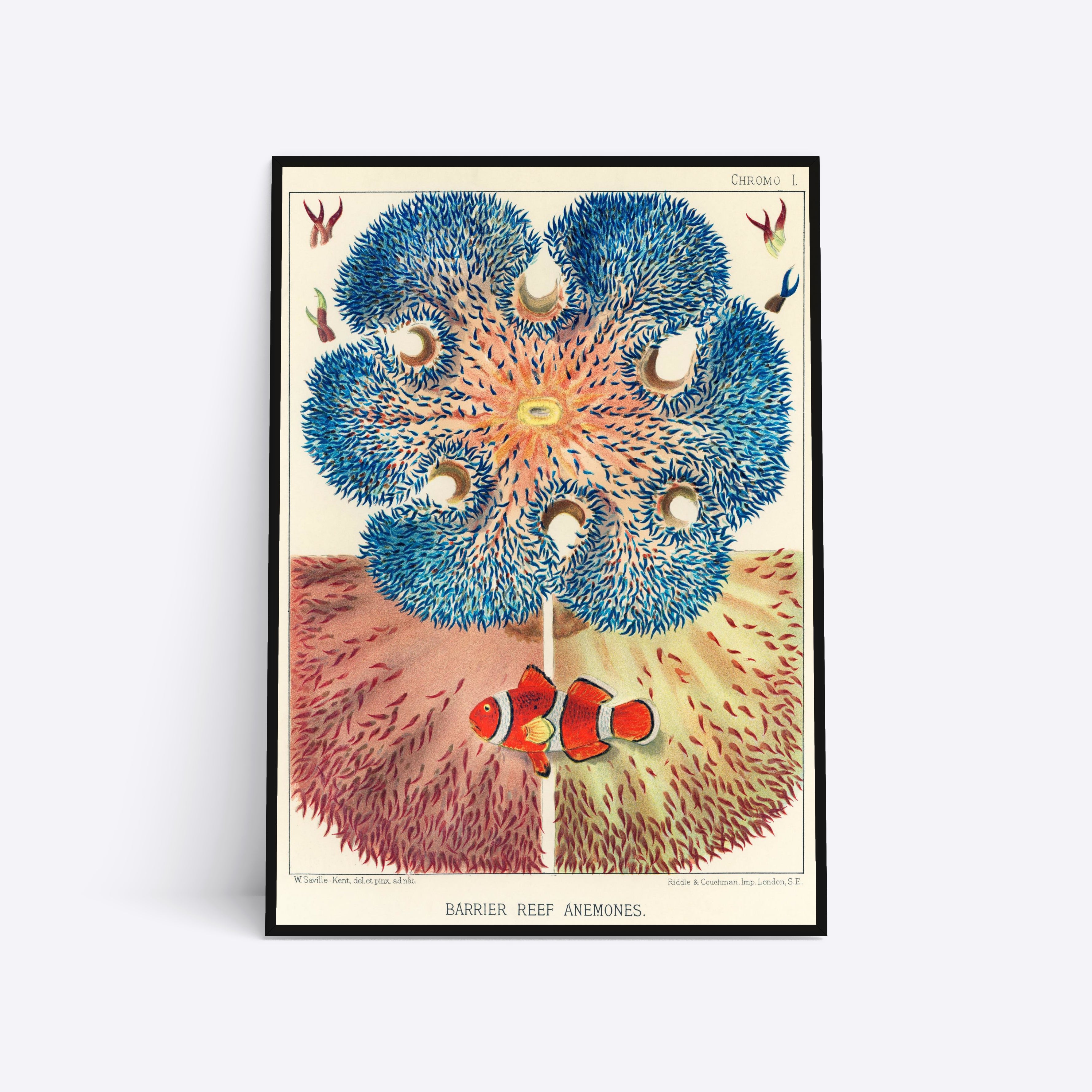 Barrier Reef Anemones plakat i ramme