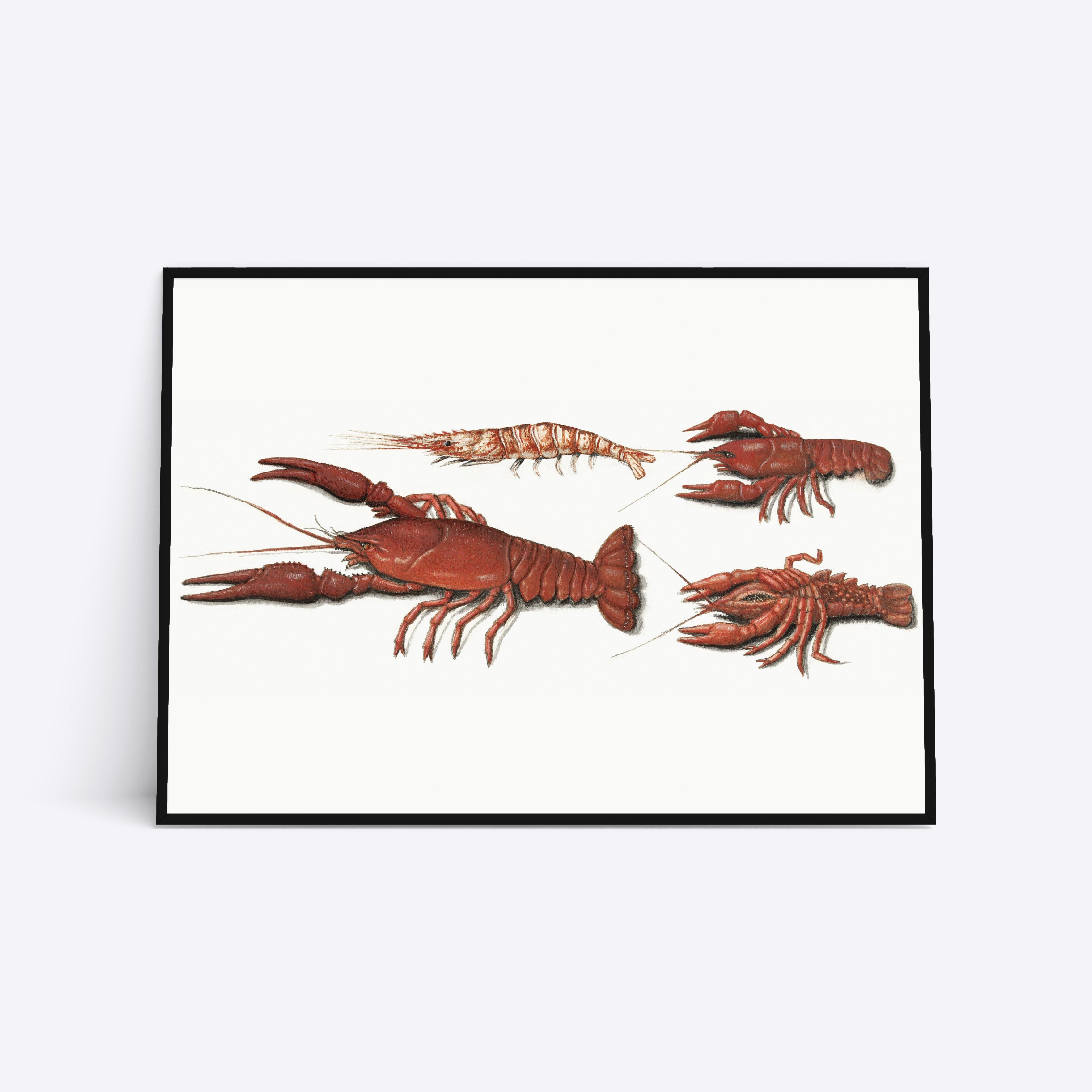 Red Lobster illustration plakat i ramme